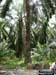 IMG_0988 oil tree